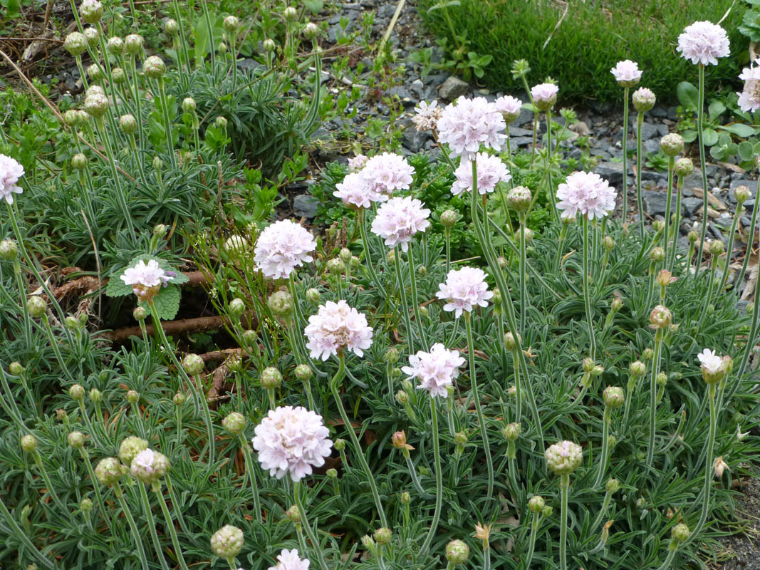 Armeria pubigera 5